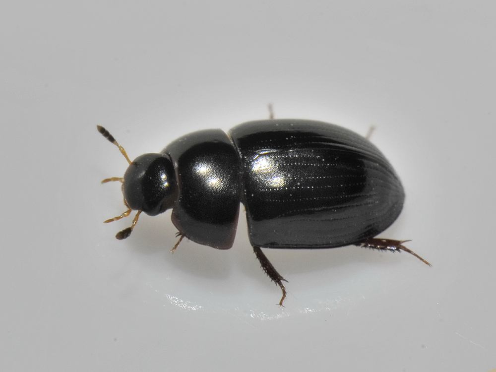 Hydrophilidae di fiume